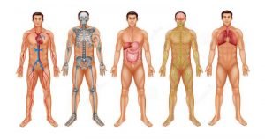 25 معلومة عن جسم الإنسان ستدهشك!