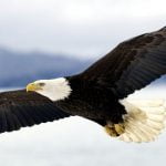 8 معلومات عن النسر لم تسمعها من قبل