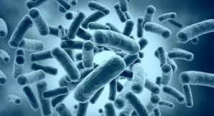 4 من أهم أنماط البكتيريا