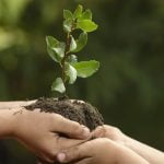 2 من أهم المعلومات عن أسبوع الشجرة