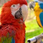 5 أشياء تميز الطيور عن غيرها من الكائنات