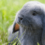 10 شروط واجب توافرها لتربية الأرانب