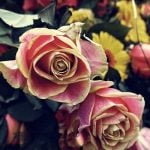 7 من مختارات الكلام عن الورد