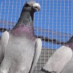 لهواة تربية الحمام البلدي .. 5 خطوات هامة ضرورية للكسب من هذا المشروع