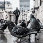 7 أنواع للحمام يمكن تربيتهم بأسطح المنازل
