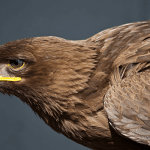 7 معلومات عن طائر النسر