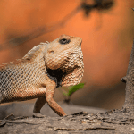 8 معلومات عن الزواحف