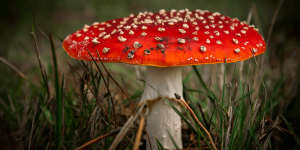 9 طرق للعلاج من أخطار السموم القاتلة