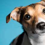 أشهر 6 أنواع الكلاب ومواصفاتها