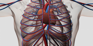 أبرز 5 أمراض للجهاز التنفسي وكيفية الحفاظ عليه