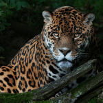 خصائص الحيوانات التي تفوق خصائص البشر .. 4 أمور لا تعرفها عن الحيوانات .. تعرف عليها