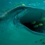 4 معلومات عن الأسماك وخصائصها