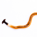 4 معلومات في بحث عن الديدان المفلطحة