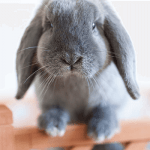 10 من أهم شروط تربية الأرانب