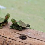 8 معلومات عن الزواحف لم تعرفها من قبل