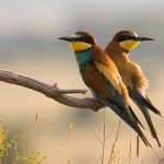 22 من أجمل عبارات الحب والغرام