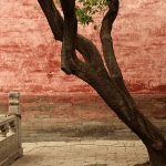 300 من أجمل الأمثال والحكم العربية .. التجربة الإنسانية بين يديك