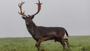 هرمون التستوستيرون