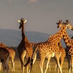 10 أحاديث عن الأمانة وحفظها