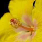 13 من أهم فوائد الكركديه