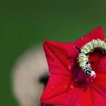 4 من أهم خصائص الديدان