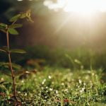 2 من أهم المعلومات عن التركيب الضوئي