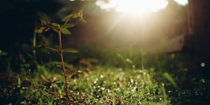 2 من أهم المعلومات عن التركيب الضوئي