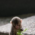 سلاسل غذائية حيوانية .. تعرف على 5 تصنيفات للكائنات الحية على كوكب الأرض