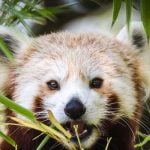 5 معلومات عن حيوان الباندا