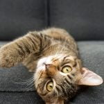 لهواة هذه الحيوانات اللطيفة .. 10 معلومات مدهشة عن القطط