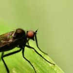 10 معلومات عن الذبابة .. الحشرة الطائرة التي لها أضرار كبيرة في حياتنا