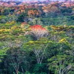 3 معلومات مهمة عن غابات الأمازون