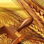 9 فوائد وأضرار جنين القمح