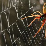5 من أهم الحقائق العلمية عن العنكبوت