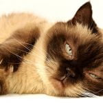 هل تحب تربية القطط الشيرازي؟ تعرف على أهم 5 أنواع لهذه القطط