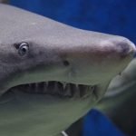 ماذا تعرف عن سمك القرش؟ 4 معلومات هامة عن أكثر الأسماك افتراساً