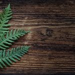 5 من أهم أنواع النباتات التي تصيد الحشرات