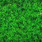 5 من أهم فوائد النباتات يجب عليك أن تعرفها