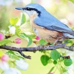 3 من أهم المعلومات عن الطيور وأنواعها