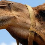 تفسير الجمل في المنام .. 16 تفسير خاص من كتب التفسيرات حول هذه الرؤيا