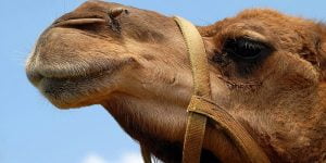 تفسير الجمل في المنام .. 16 تفسير خاص من كتب التفسيرات حول هذه الرؤيا