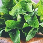 فوائد عشبة الميرمية .. 19 فائدة صحية يمكن الحصول عليها من هذه النبتة البرية