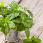 10 معلومات لا تعرفها عن النعناع