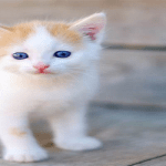 4 معلومات يجب أن تعرفها عن حياة أبو هريرة