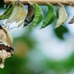 6 معلومات عن حياة الفراشات وأنواعها