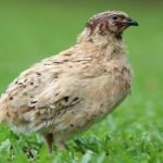 3 خطوات ونصائح هامة لتربية السمان نقدمها لهواة تربية هذه الطيور