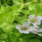 9 فوائد مذهلة عن عشبة غريس