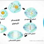 2 من أهم أنواع انقسام الخلية
