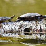 3 معلومات شيقة عن السلحفاة