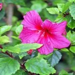 2 من أهم أنظمة تصنيف النباتات الزهرية